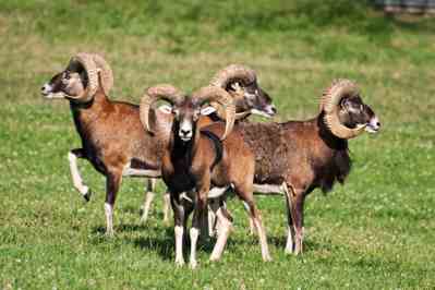 Planet Earth News: Sierra Club Lawsuit Against N.R.A.